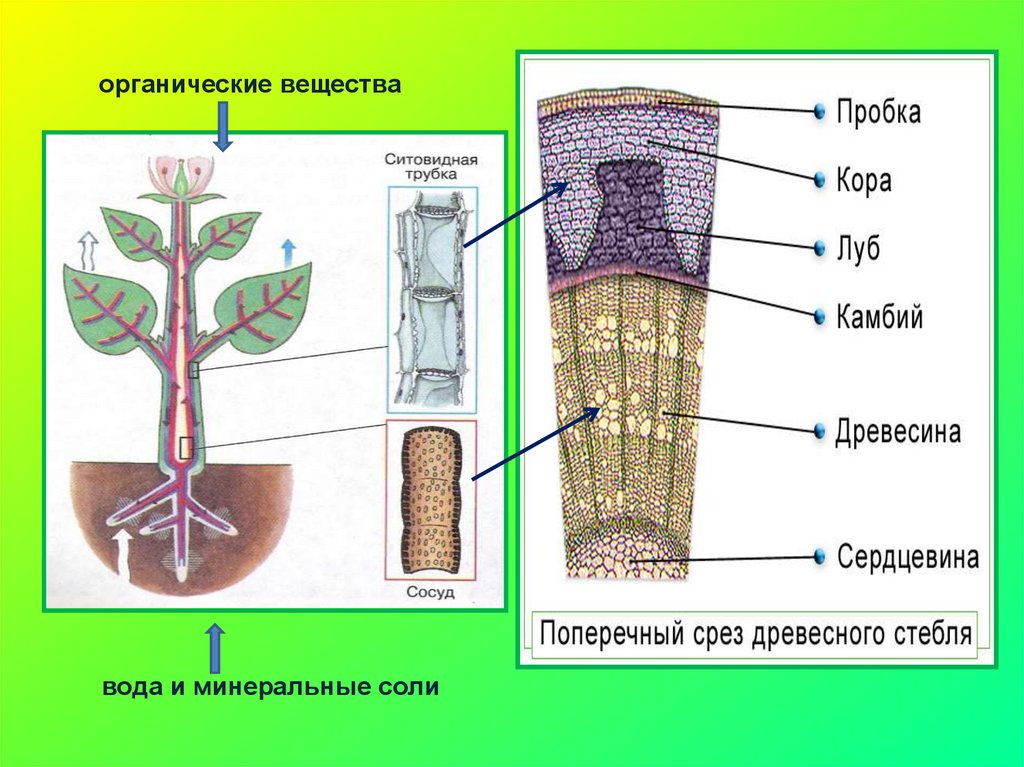 Какие вещества передвигаются по сосудам. Передвижение веществ у растений. Передвижение веществ по растению. Корни растений передвижение веществ у растений. Транспорт веществ корень.