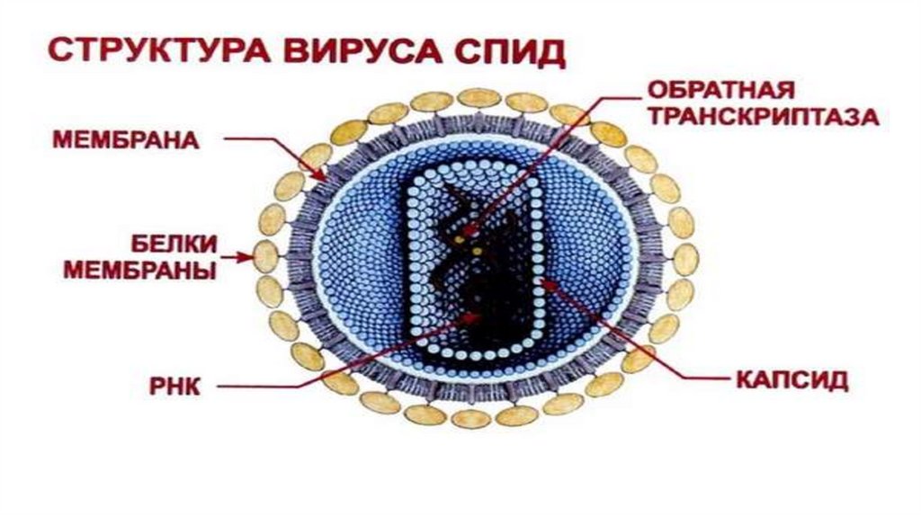 Особенности строения вирусов