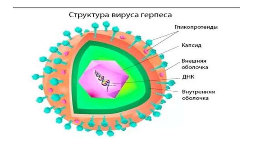 Особенности строения вирусов