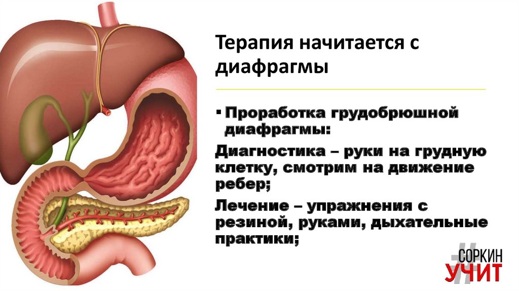 Терапия начитается с диафрагмы