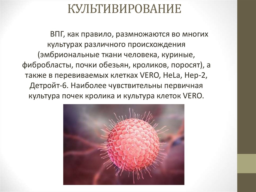 Вирус простого герпеса. Культивирование вирусов в культуре клеток. Перевиваемые культуры клеток для культивирования вирусов. Культивирование вируса герпеса. Коронавирус культивирование.