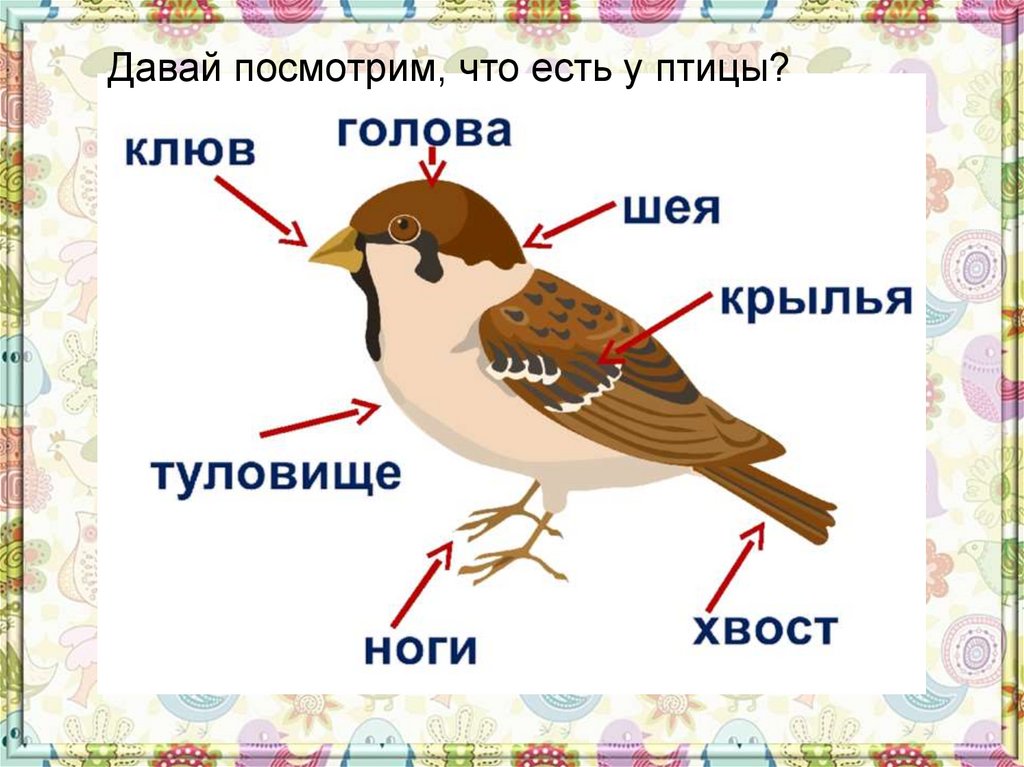 Давай посмотрим, что есть у птицы?