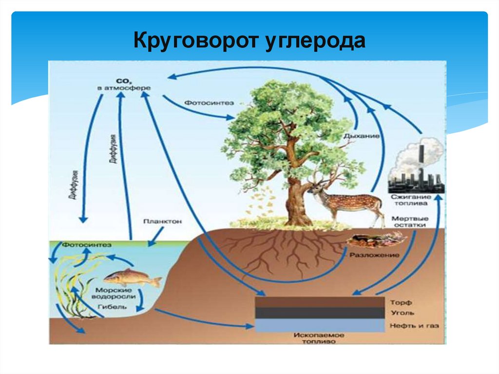 Этап круговорота углерода в биосфере. Биохимический цикл углерода схема кратко. Схема биогеохимического круговорота углерода. Круговорот веществ в природе углерод. Схема круговорота углерода в экосистеме.