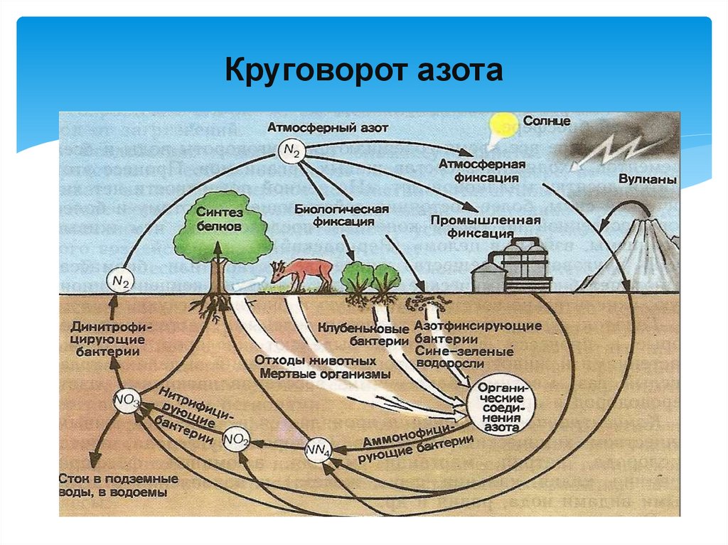 Схема азота в природе