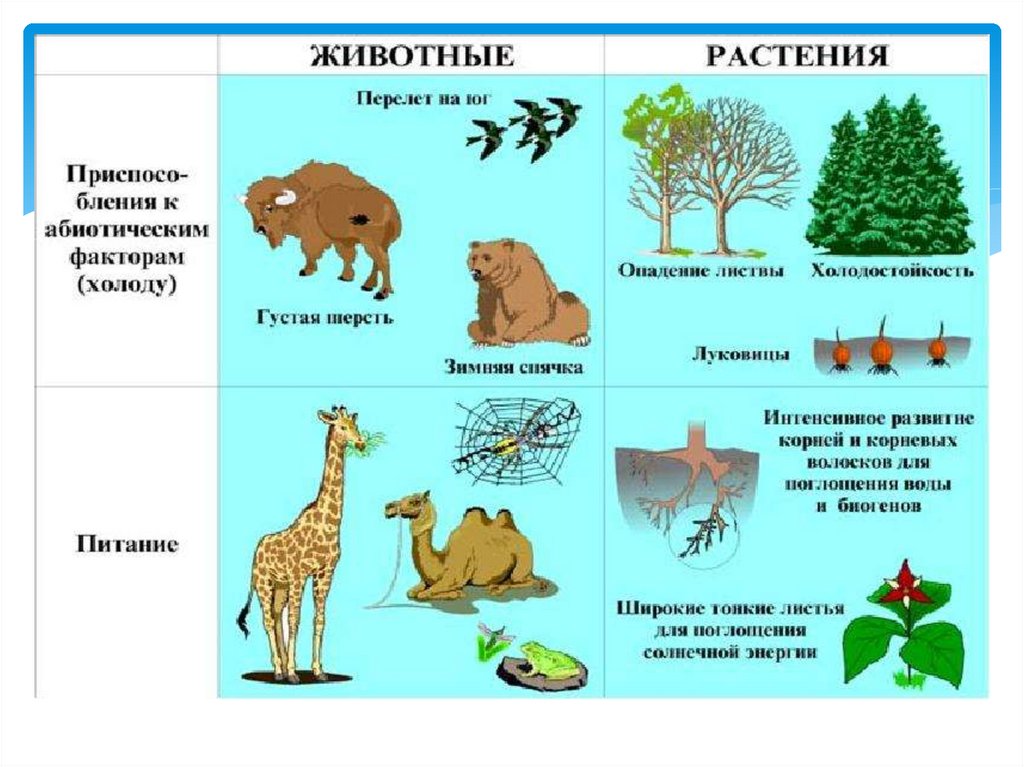 Лев уровень организации