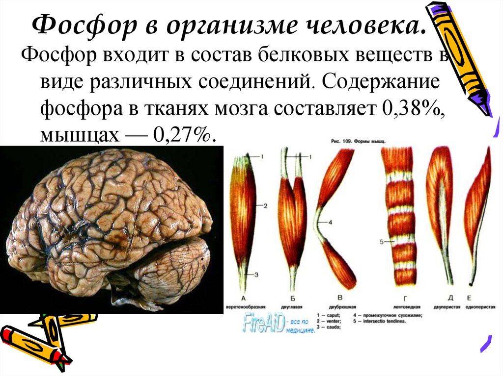 Фосфор в организме человека презентация