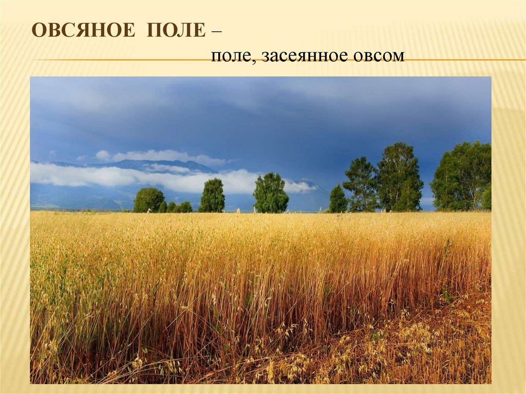 Название полей. Овсяное поле. Что такое овсяное поле кратко. Овсяное поле - что это такое 2 класс. На овсяном поле описание.