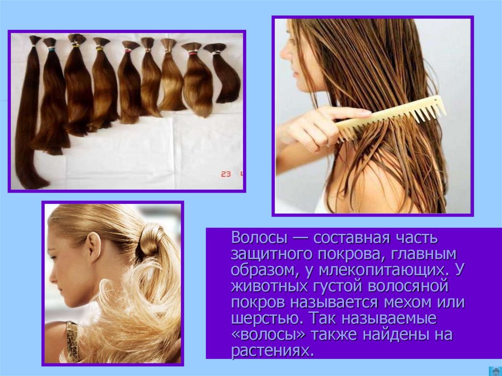 Густой волосяной покров. Волосы — составная часть защитного Покрова. Волосы называют. Густой волосяной Покров у человека.