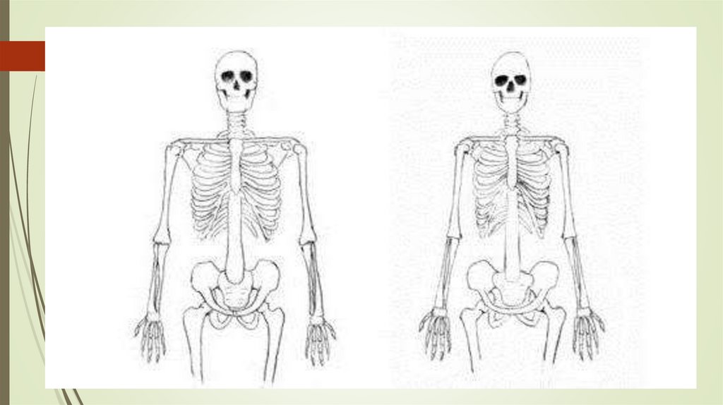 Грудная клетка мужчин и женщин. Грудная клетка мужчины и женщины. Мужской скелет. Различия мужского и женского скелета. Строение скелета женщины.