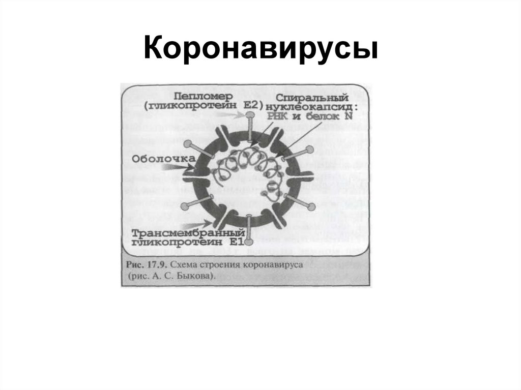 Российский коронавирус