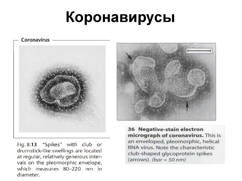 Коронавирус является. Коронавирус микробиология строение. Коронавирус таксономия микробиология. Коронавирус биологическое строение. Коронавирус микробиология структура.