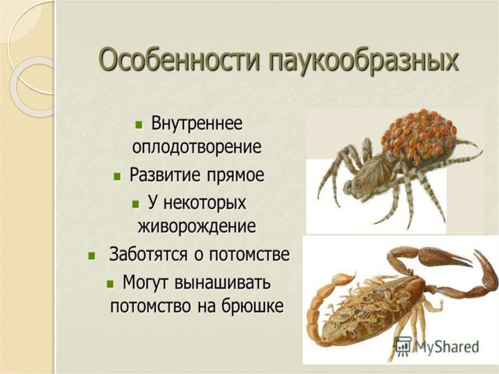 Представители класса паукообразные