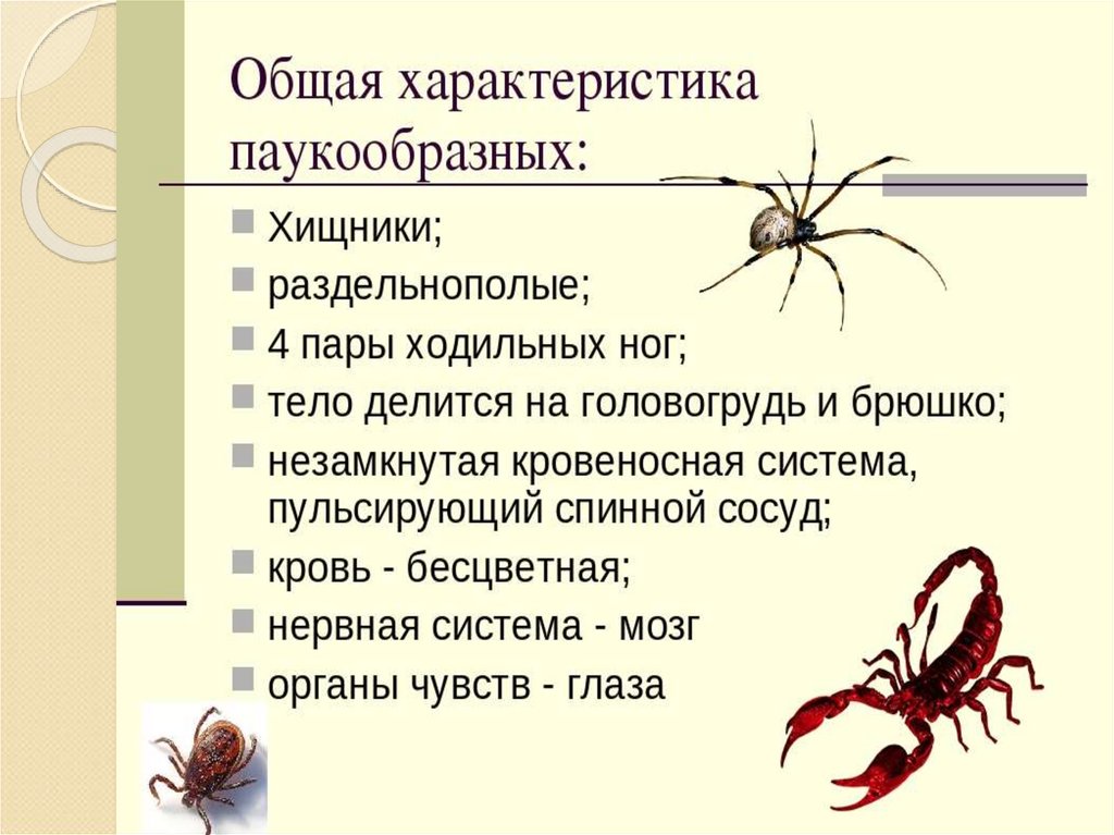 Презентация на тему класс паукообразные 7 класс по биологии