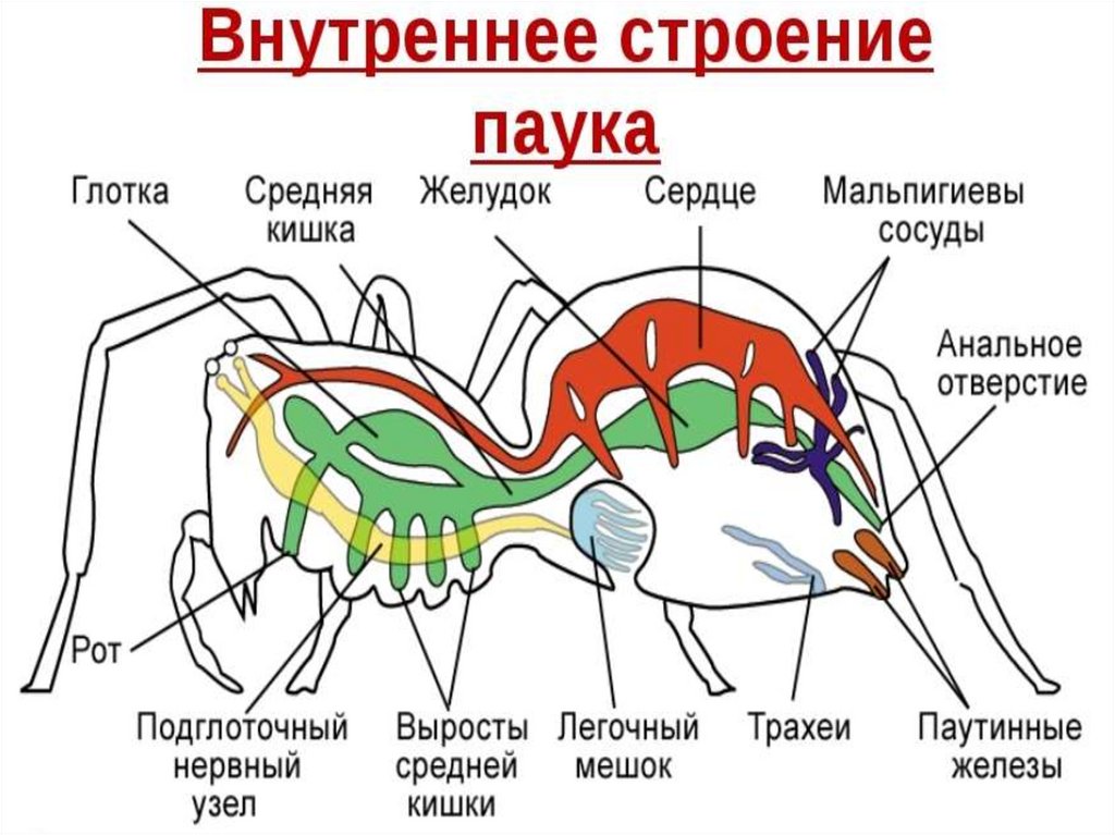 Паукообразные строение. Кровеносная система паука крестовика. Строение паука железы. Строение паука кровеносная система. Строение строение паука крестовика.