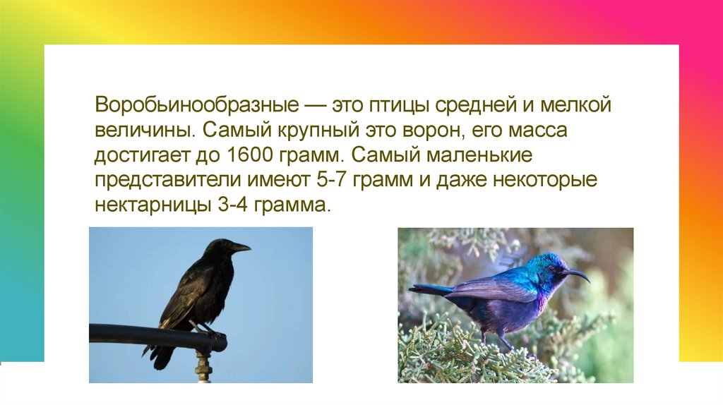 Три признака характерных для птиц. Систематика воробьинообразных. Отряд Воробьинообразные общая характеристика. Представителями отряда воробьинообразных являются. Особенности строения воробьинообразных птиц.