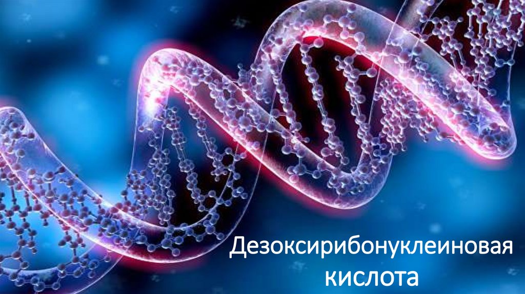Дезоксирибонуклеиновая кислота