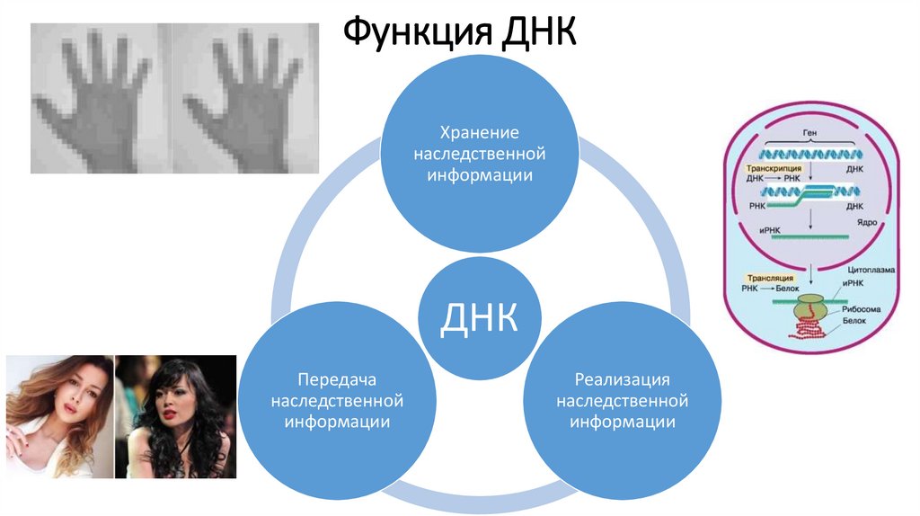 Функция ДНК