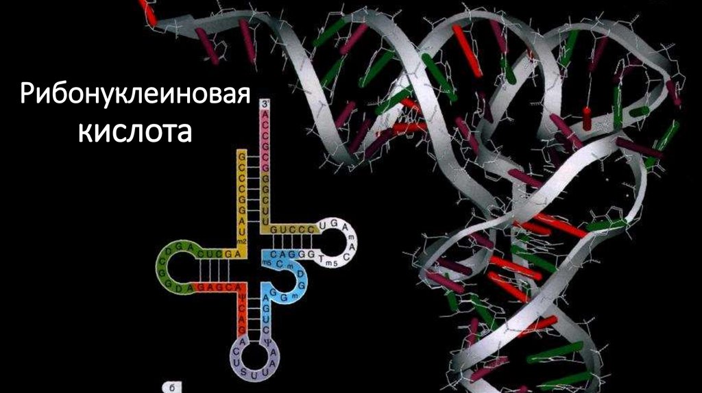 Рибонуклеиновая кислота