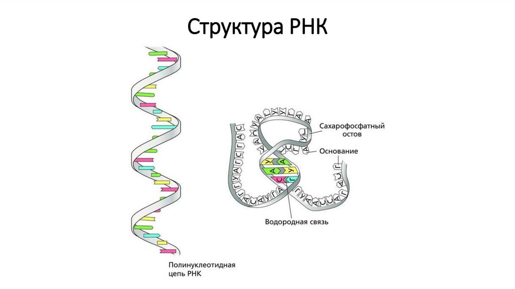 Структура РНК