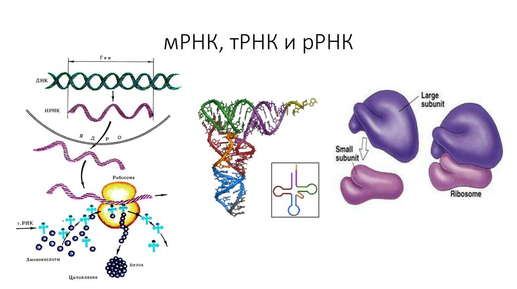 мРНК, тРНК и рРНК