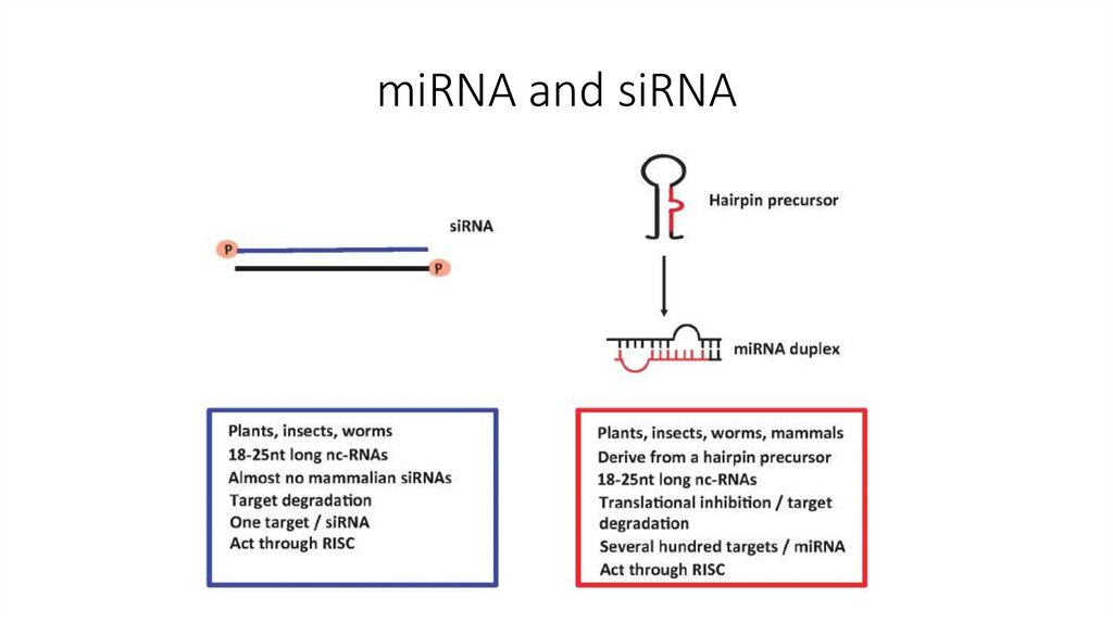 miRNA and siRNA