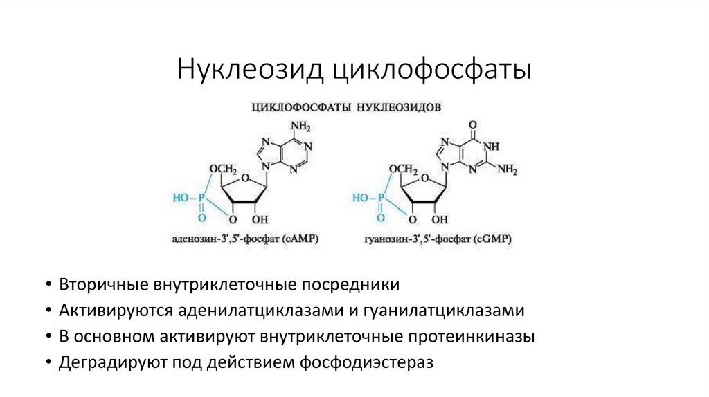 Нуклеозид циклофосфаты