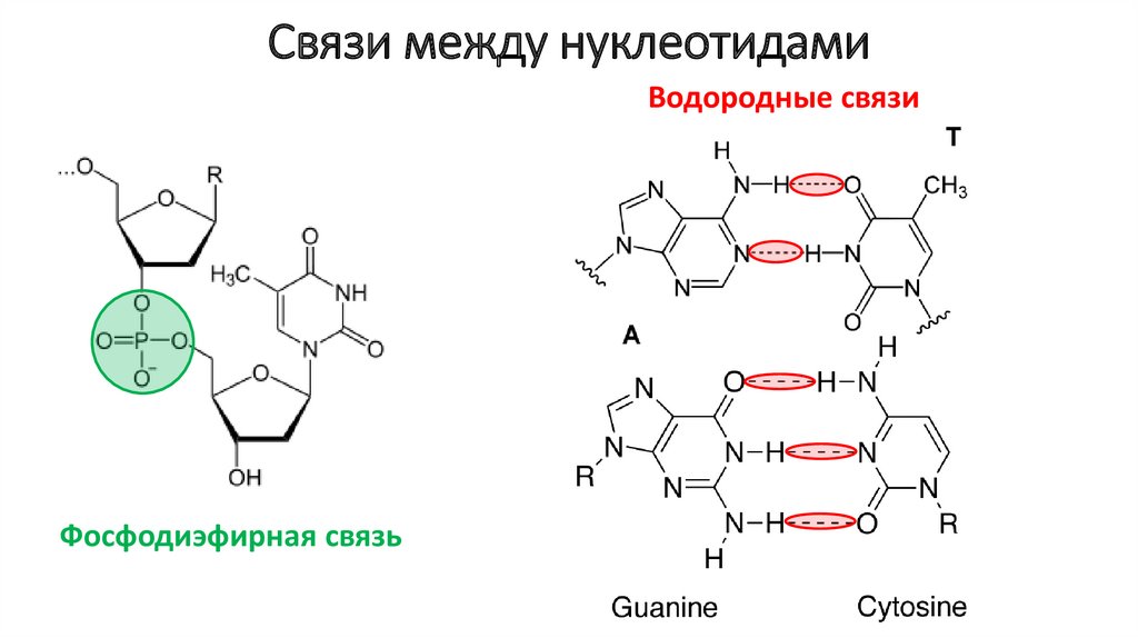 Из чего состоит нуклеотид нуклеиновых кислот. Нуклеиновые кислоты строение нуклеотида. Разветвленное строение кислоты. Гексафторокремниевая кислота строение. Пектовая кислота строение