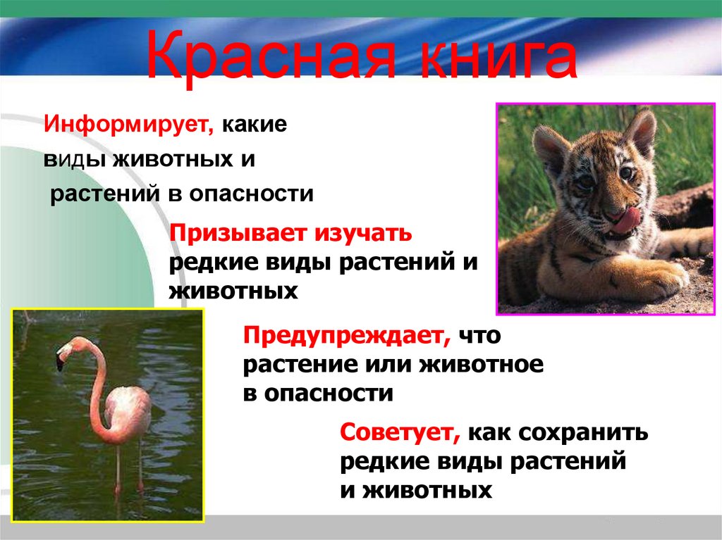 Красная книга