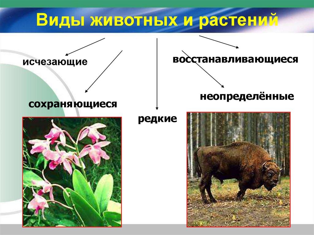 Сохранить исчезающее. Исчезающие животные и растения. Исчезновение редких видов животных и растений. Редкие и исчезающие виды растений и животных. Вымершие животные и растения.