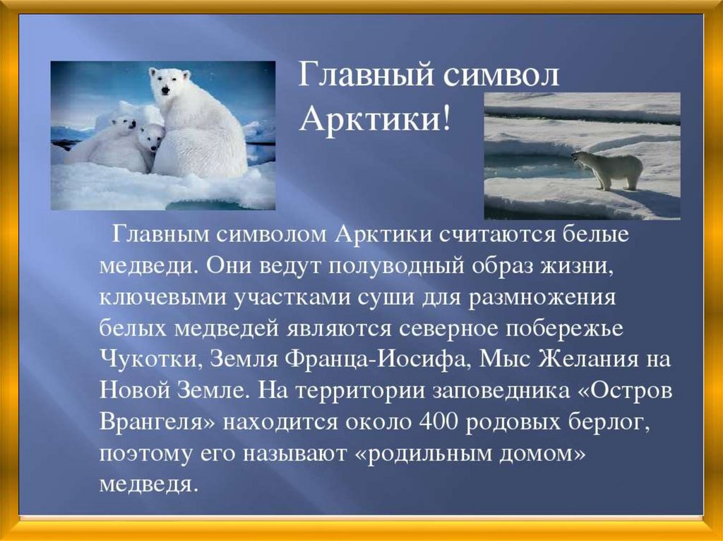 Как приспособились к жизни медведи. Сообщение об Арктике. Рассказ про Арктику. Животные Арктики. Доклад про Арктику.