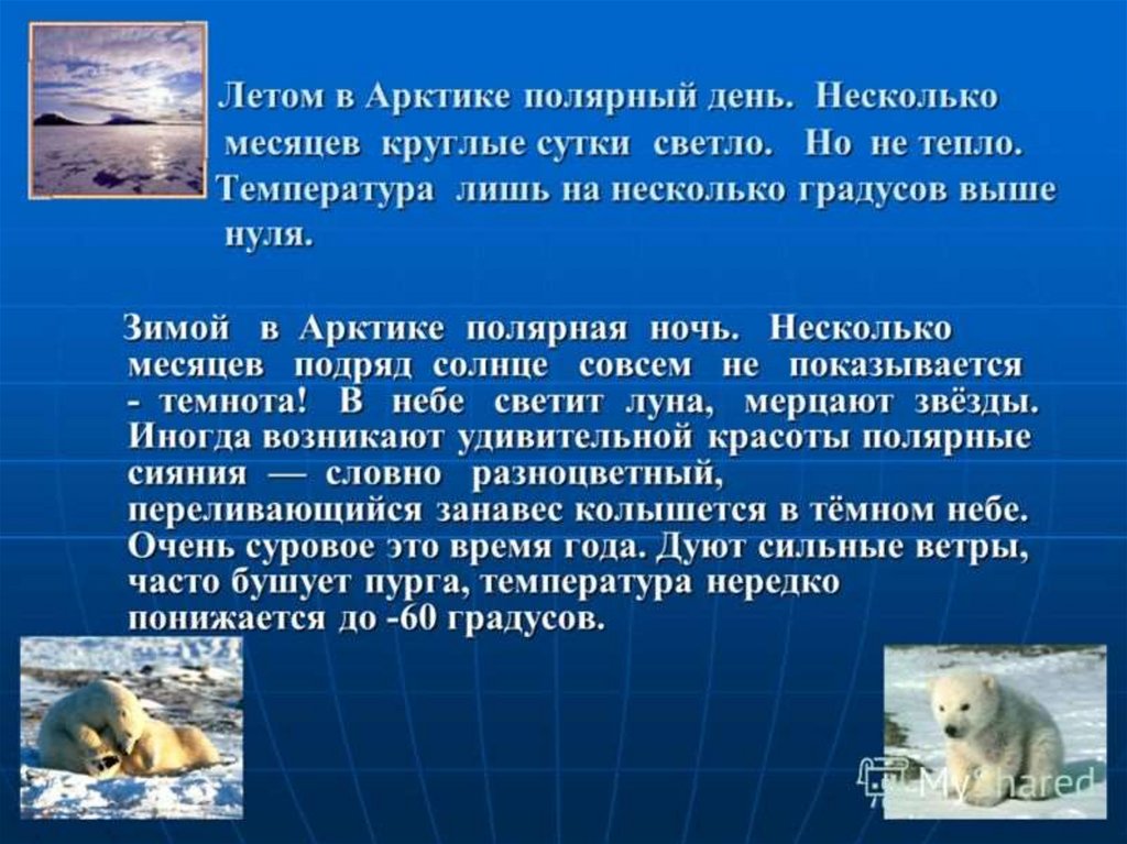 Проект арктика для школьников