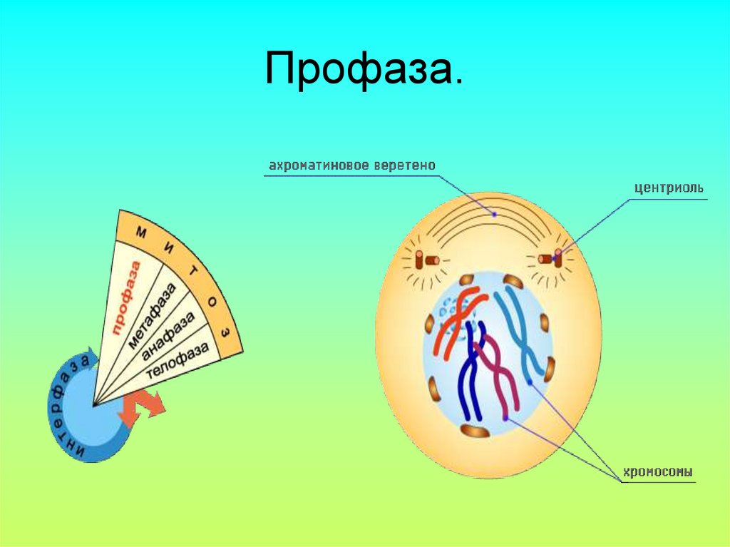 Профаза центриоли. Профаза митоза. Профаза схема. Профаза рисунок. Профаза изображение.