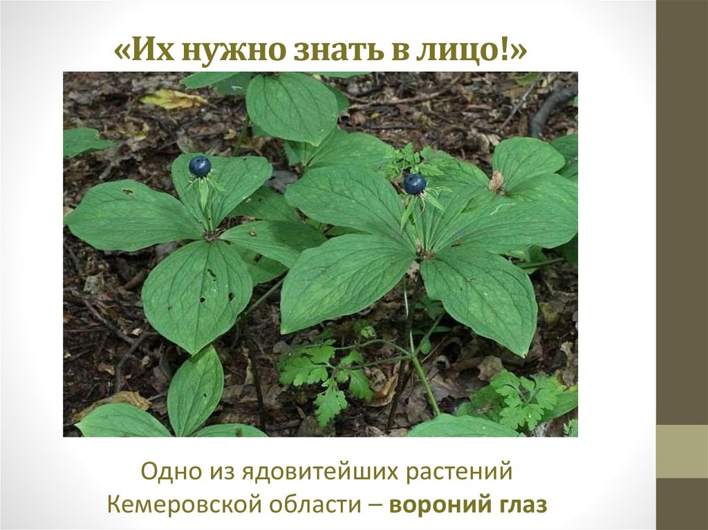 Ядовитые растения калужской области фото с названиями