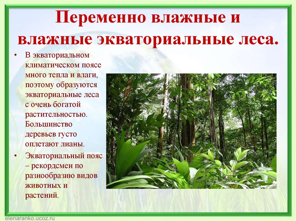 Какая влажность в лесу. Климатический пояс переменно влажных лесов. Переменно влажные растения. Растения экваториальных лесов. Природные зоны в переменно влажных лесах.