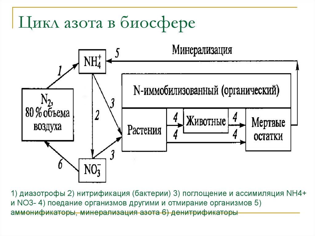 Биохимический цикл азота схема