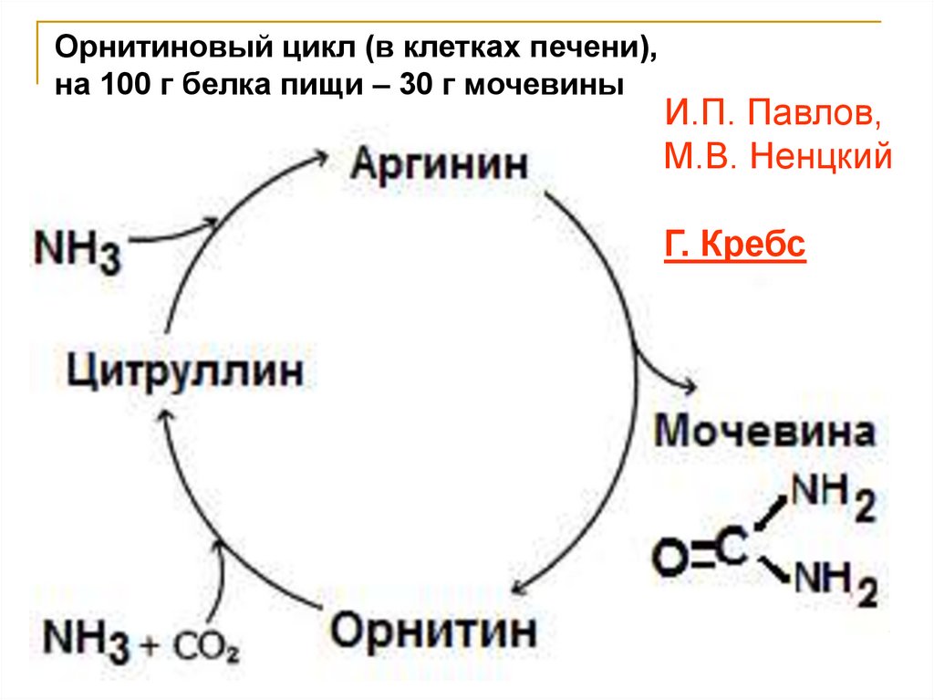 Ферменты орнитинового цикла