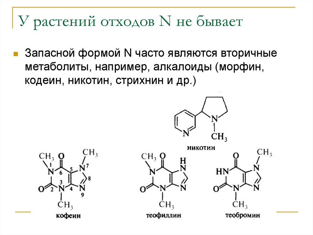 Конечный продукт азотистого обмена является