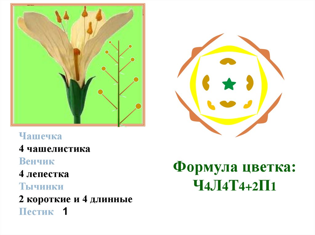 Крестоцветные растения диаграмма