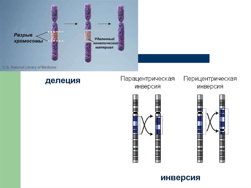 Делеция это