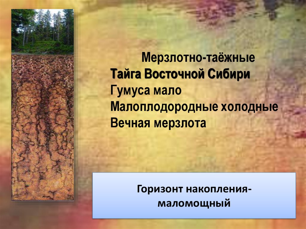 Южная тайга почва. Мерзлотно-Таежные почвы России. Гумусовый Горизонт в мерзлотно таежных почвах. Мерзлотно такжные почты. Почв Восточно-сибирской мерзлотно-таежной области..