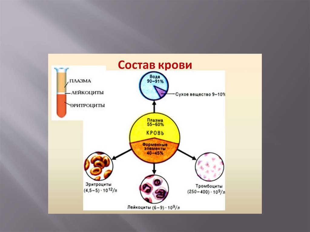 Кровь состав свойства и функции презентация