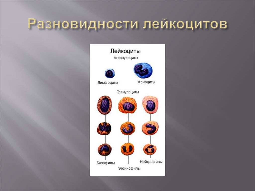 Разновидности лейкоцитов