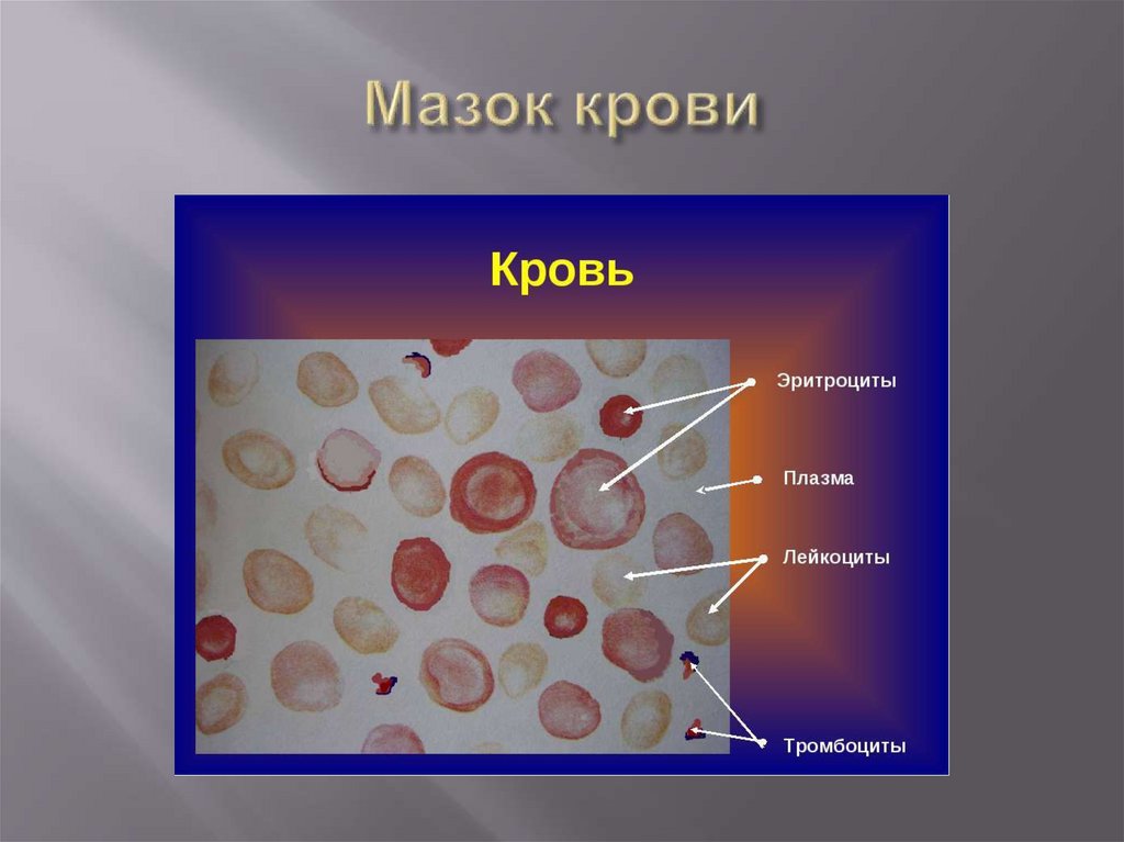 Мазок крови
