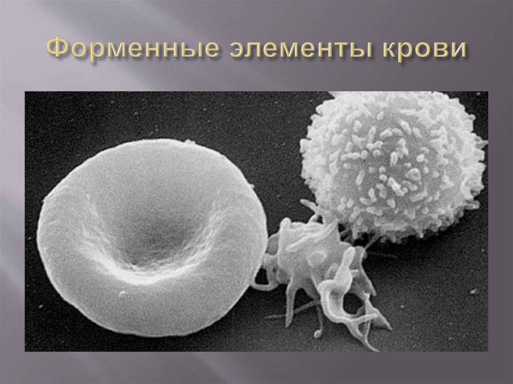 Форменные элементы крови