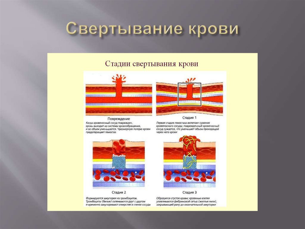 Свертывание крови