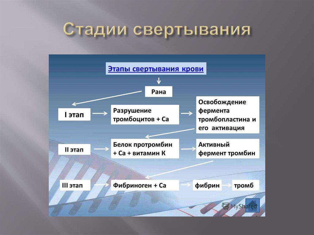 Стадии свертывания