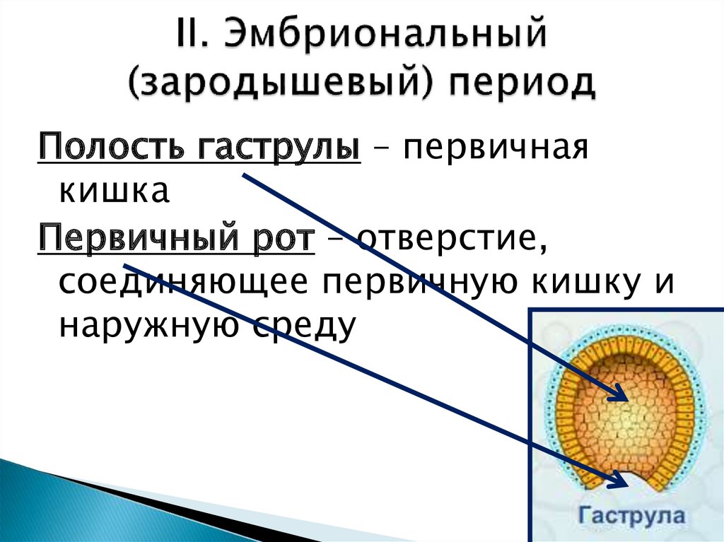 Индивидуальное развитие организма презентация 8 класс биология