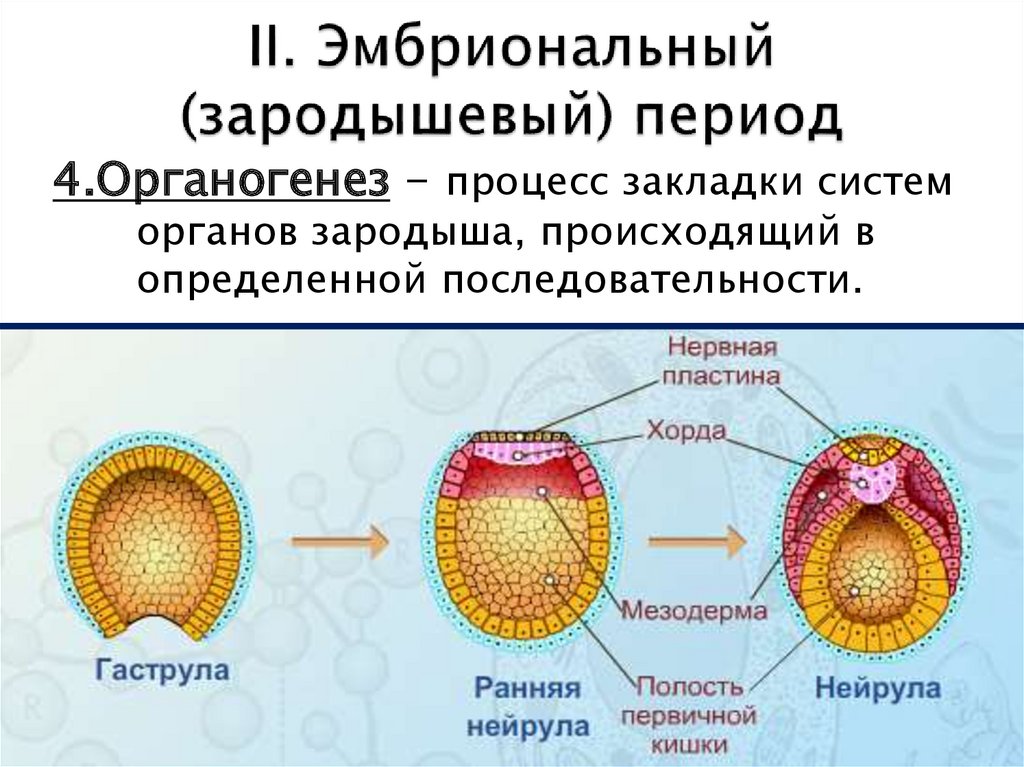 Тема индивидуальное развитие организма