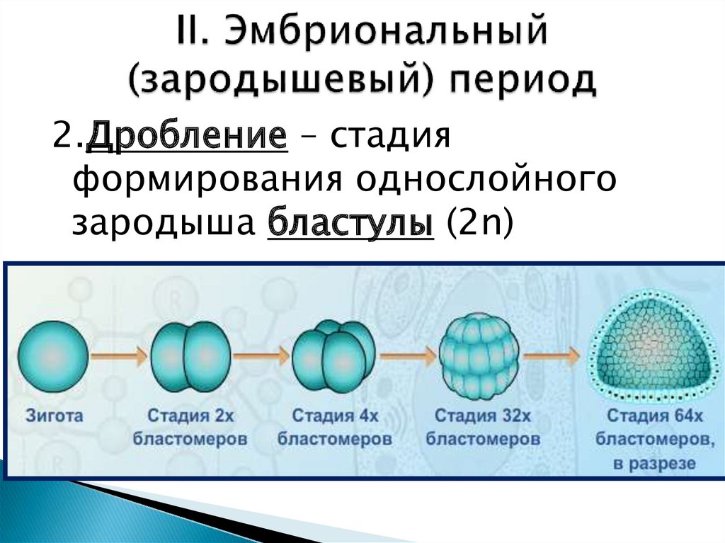 Индивидуальное развитие организмов проект