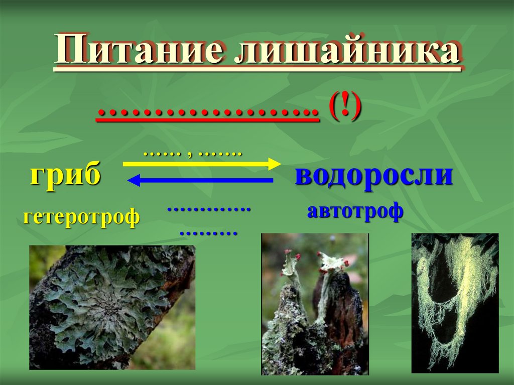 Деление слоевища